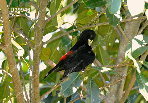 Red-rumped Cacique (Cacicus haemorrhous)
